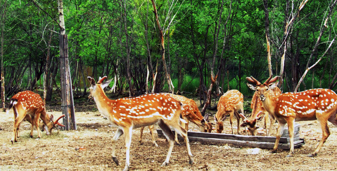 山东梅花鹿养殖基地