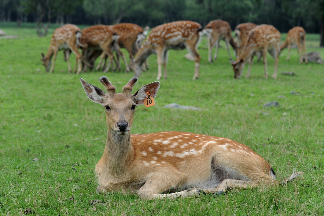 山东梅花鹿养殖基地