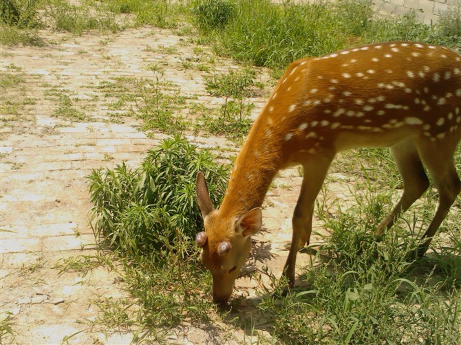 山东梅花鹿养殖基地